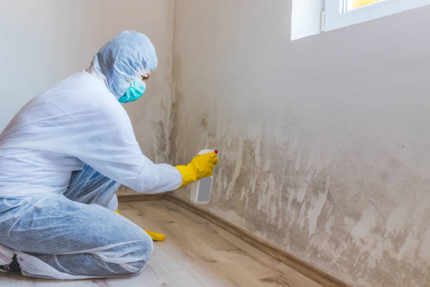 Licensed Basement Mold Remediation service in Williamstown, KY - WQB Mold Removal