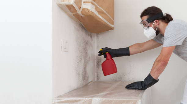 Professional Basement Mold Remediation technician working in Williamstown, KY