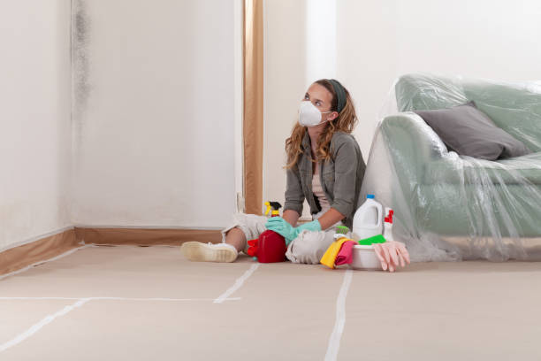 Reliable Basement Mold Remediation contractor in Williamstown, KY by WQB Mold Removal