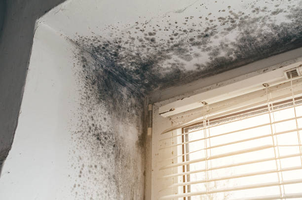 Affordable Basement Mold Remediation solutions in Williamstown, KY