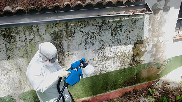 Top rated local Basement Mold Remediation specialists in Williamstown, KY